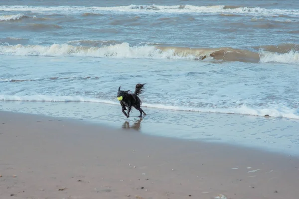 Buon cane divertente sulla costa del mare — Foto Stock