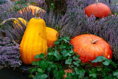 Kabak Güz yeşil çimenlerin üzerinde 