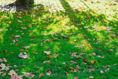 güneşli günde yeşil çimenlerin üzerinde düşen yapraklar
