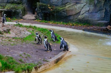 Penguenler Artis Hayvanat Bahçesi, Amsterdam