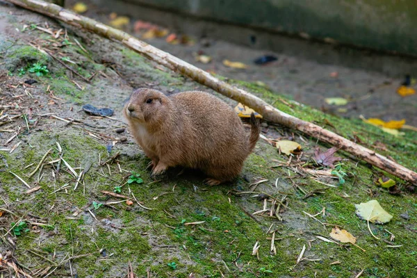 Le chien de prairie au zoo — Photo