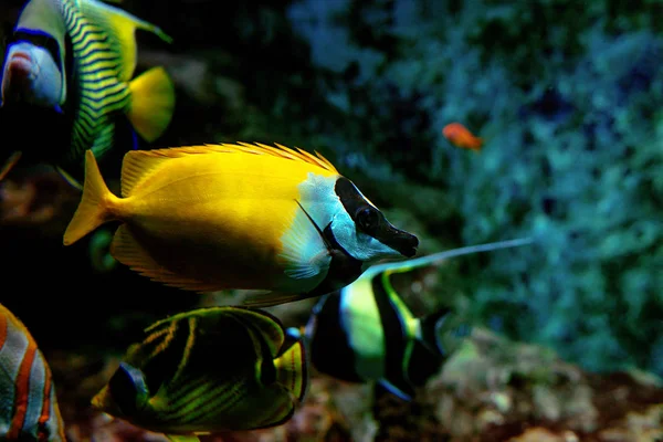 Färgglada tropiska fiskar och coralls under vattnet i akvariet — Stockfoto
