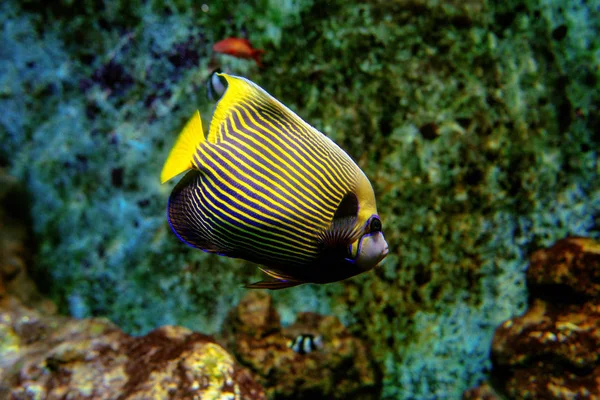 Färgglada tropiska fiskar och coralls under vattnet i akvariet — Stockfoto