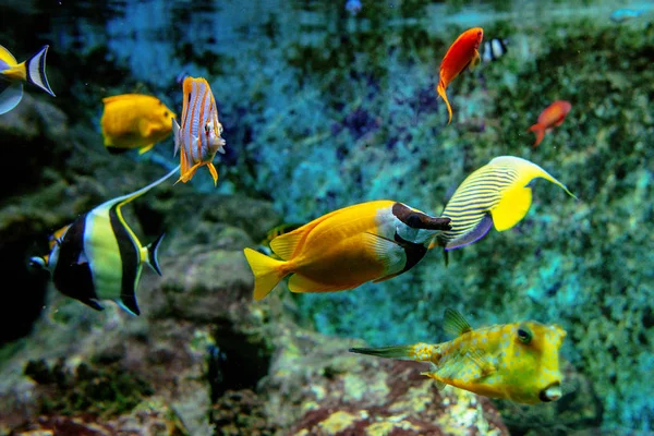 Barevné tropické ryby a coralls pod vodou v akváriu — Stock fotografie