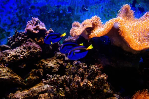 Barevné tropické ryby a coralls pod vodou v akváriu — Stock fotografie