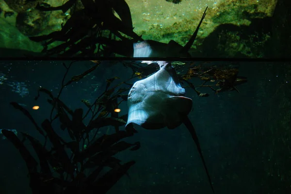 Artis Hayvanat Bahçesi Amsterdam Stingray — Stok fotoğraf