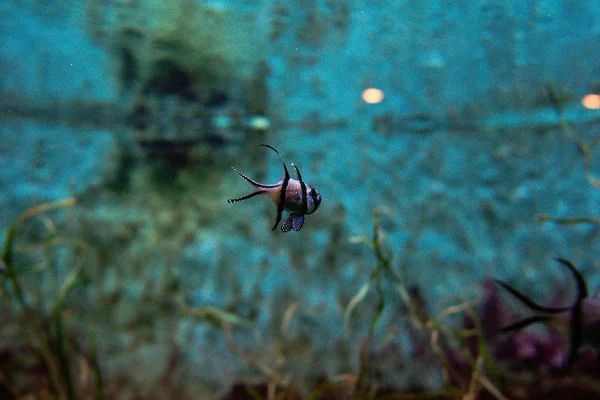 Beautiful Banggai cardinalfish (Pterapogon kauderni) underwater in the aquarium — Stock Photo, Image
