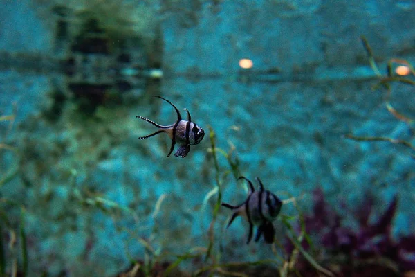 Krásná Banggai cardinalfish (Pterapogon kauderni) pod vodou v akváriu — Stock fotografie
