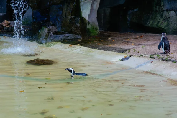 Pinguini nello zoo Artis, Amsterdam — Foto Stock