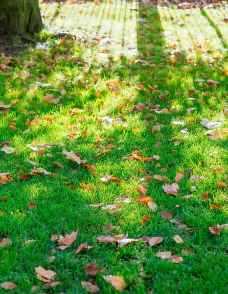 güneşli günde yeşil çimenlerin üzerinde düşen yapraklar