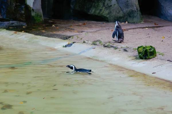 Pingouins dans le zoo d'Artis, Amsterdam — Photo