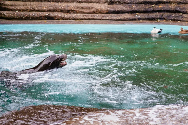 Sealine ve vodě v bazénu v zoo — Stock fotografie