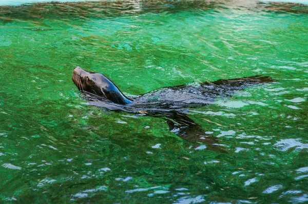 Sealine in the water in the swimming pool in the zoo — Stock Photo, Image