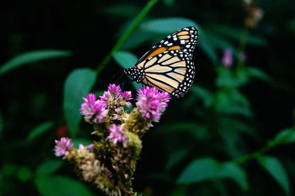 Όμορφη πεταλούδα στο πράσινο φύλλα των φυτών στον κήπο — Φωτογραφία Αρχείου