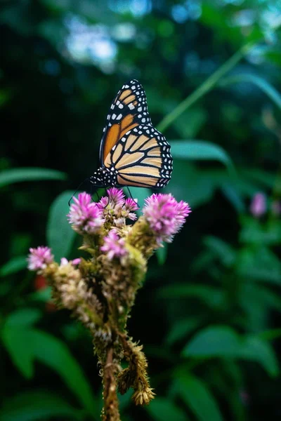 Schöner Schmetterling auf den grünen Blättern der Pflanzen im Garten — Stockfoto