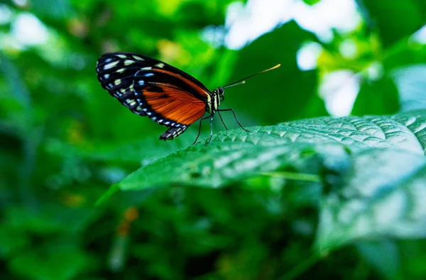 Yeşil güzel kelebek bahçede bitkilerin yaprakları