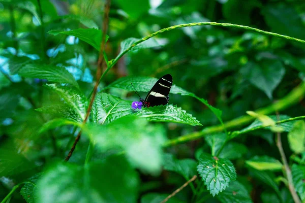 Bela borboleta nas folhas verdes das plantas no jardim — Fotografia de Stock