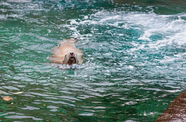 Sealine in het water in het zwembad in de dierentuin — Stockfoto