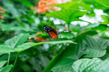 Yeşil güzel kelebek bahçede bitkilerin yaprakları