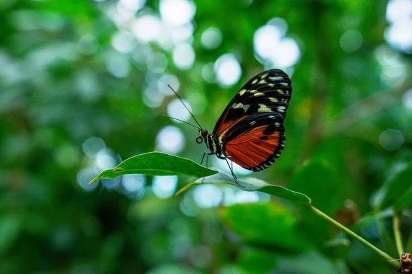 Krásný motýl na zelené listy rostlin v zahradě — Stock fotografie