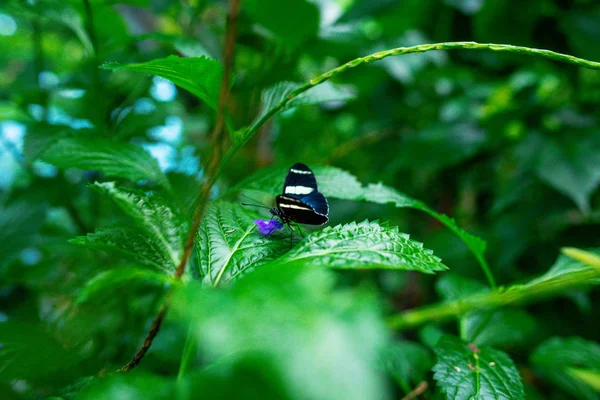 Bela borboleta nas folhas verdes das plantas no jardim — Fotografia de Stock