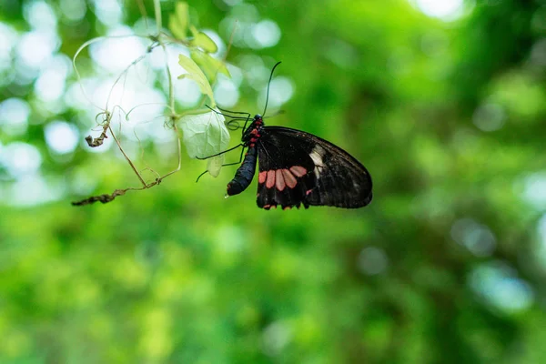 Schöner Schmetterling auf den grünen Blättern der Pflanzen im Garten — Stockfoto