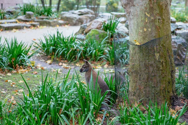 Prachtige vlinder op de groene bladeren van de planten in de tuin — Stockfoto