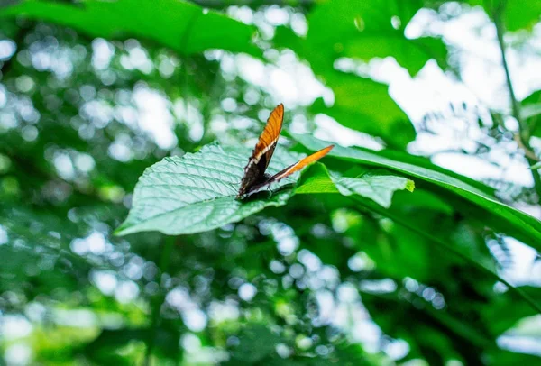 Schöner Schmetterling auf den grünen Blättern der Pflanzen im Garten — Stockfoto