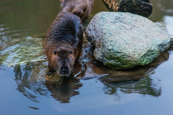 Beavers in water in the zoo — Stock Photo, Image
