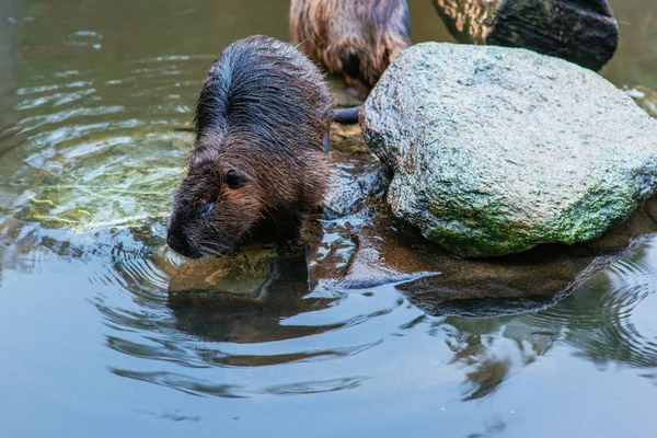 Castores na água no zoológico — Fotografia de Stock