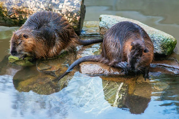Kunduzlar su Hayvanat Bahçesi