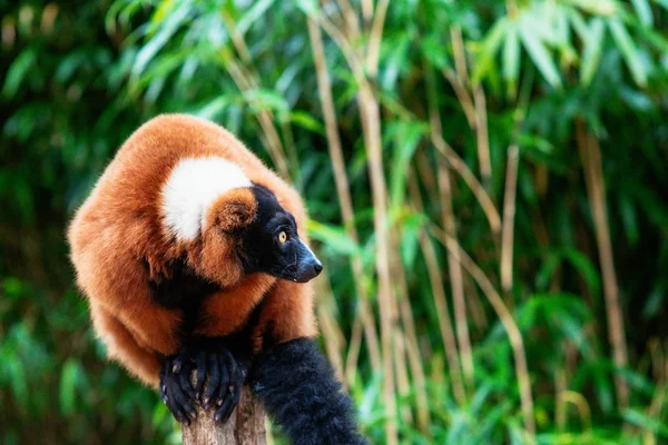 Retrato de vermelho-ruffed-lemur no fundo verde — Fotografia de Stock