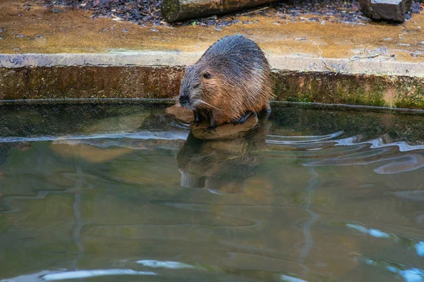 Beavers in water in the zoo — Stock Photo, Image