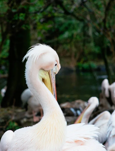 Gruppo di pellicani nello zoo — Foto Stock