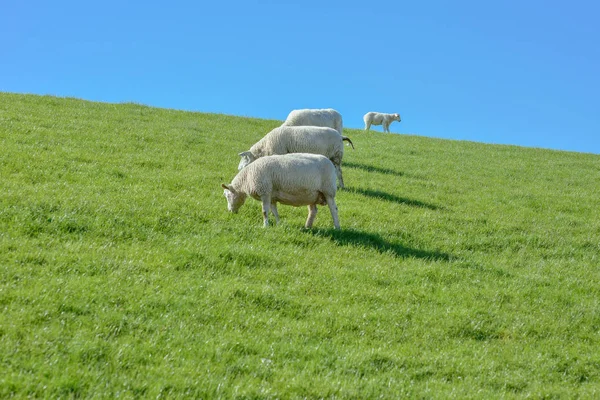 羊和羔羊的概念图片在阳光明媚的日子里在绿色的草地上放牧 向不同的方向移动 — 图库照片