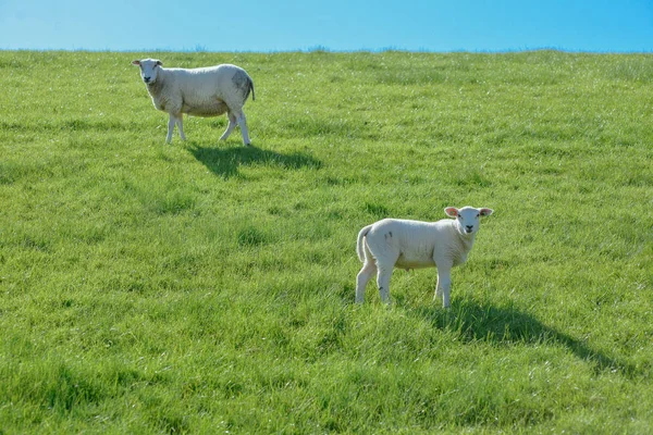 Πρόβατα Και Αρνιά Βόσκουν Ένα Πράσινο Λιβάδι Στην Ηλιόλουστη Ημέρα — Φωτογραφία Αρχείου