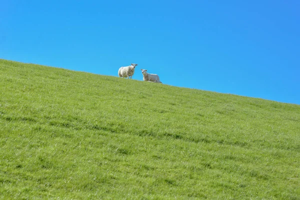 在阳光明媚的日子里 羊和羔羊在绿色的草地上放牧 — 图库照片