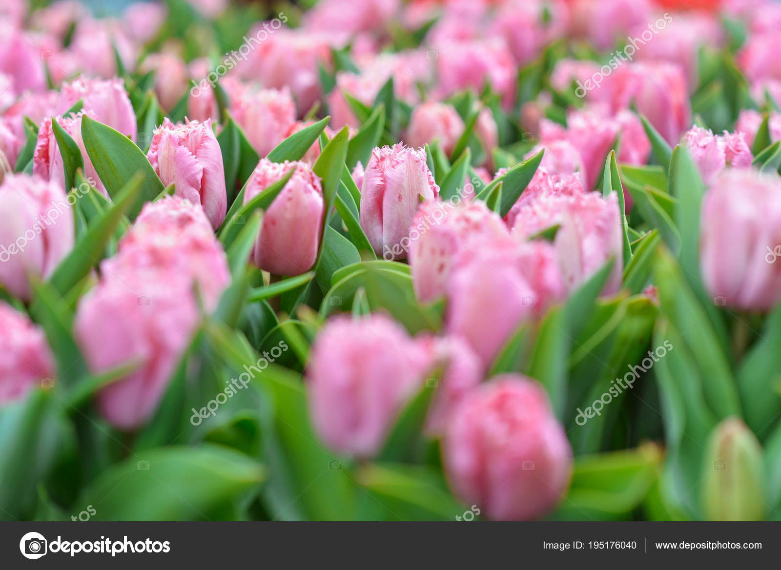 Beautiful Blooming Tulips King's Flowers Garden Keukenhof Garden Europe