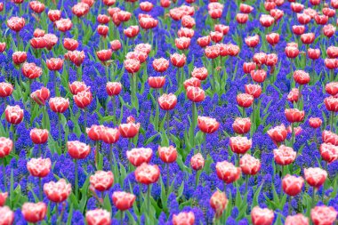 güzel çiçek açan laleler Kral'ın Çiçek Bahçe Keukenhof (Avrupa Bahçe), Hollanda, Hollanda