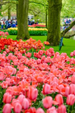 Lale ve Kral'ın çiçek renkli çiçekler farklı türde Bahçe Keukenhof (Avrupa Bahçe), Hollanda, Hollanda