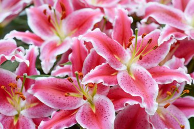 Kral'ın çiçek içinde pembe lilyum Bahçe Keukenhof (Avrupa Bahçe), Hollanda, Hollanda