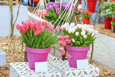 güzel çiçek açan laleler Kral'ın Çiçek Bahçe Keukenhof (Avrupa Bahçe), Hollanda, Hollanda