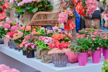 Kral'ın çiçek renkli çiçekler farklı türde Bahçe Keukenhof (Avrupa Bahçe), Hollanda, Hollanda