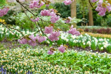 Bahar çiçeği sacura 