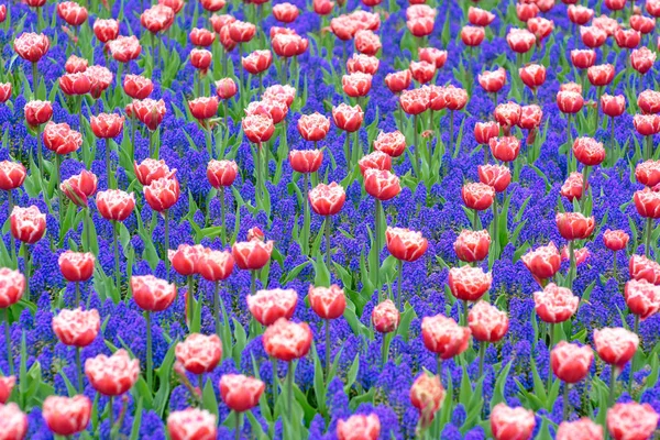Krásné Rozkvetlé Tulipány King Květiny Zahrada Keukenhof Zahrada Evropy Holandsko — Stock fotografie