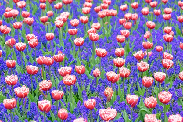 Pięknie Kwitnące Tulipany King Kwiaty Ogród Keukenhof Ogród Europy Holandii — Zdjęcie stockowe