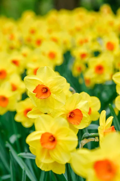 Narcisos Amarelos Primavera — Fotografia de Stock