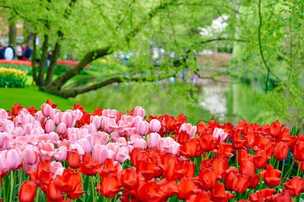 Beautiful Blooming Tulips King Flowers Garden Keukenhof Garden Europe Holland — стоковое фото