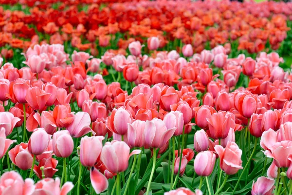 Beautiful Blooming Tulips King Flowers Garden Keukenhof Garden Europe Holland — Stock Photo, Image