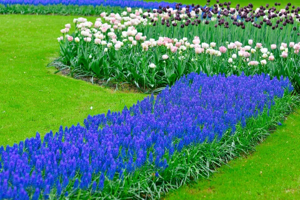 different kinds of tulips and the colorful flowers in the king's flowers garden Keukenhof (Garden of Europe), Holland, The Netherlands